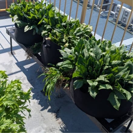 屋上菜園
